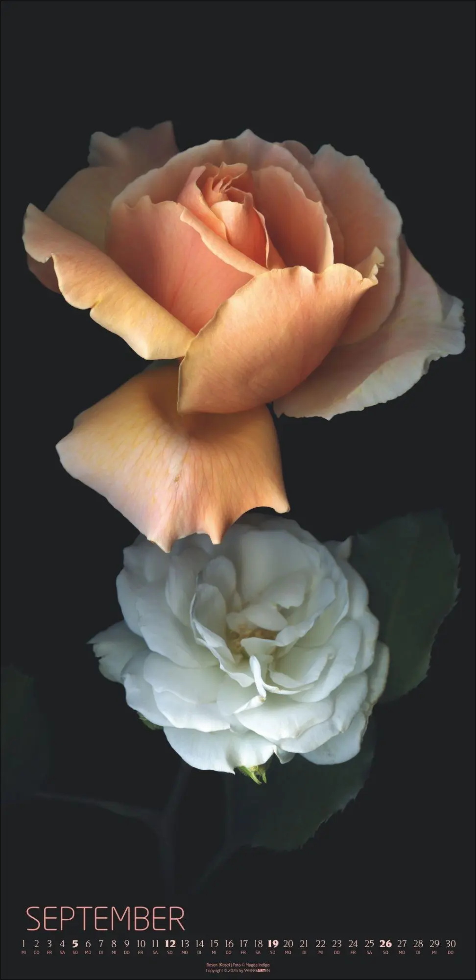 Bild: 9783839904084 | Die Magie der Blumen Kalender 2027 | Magda Indigo | Kalender | 14 S.