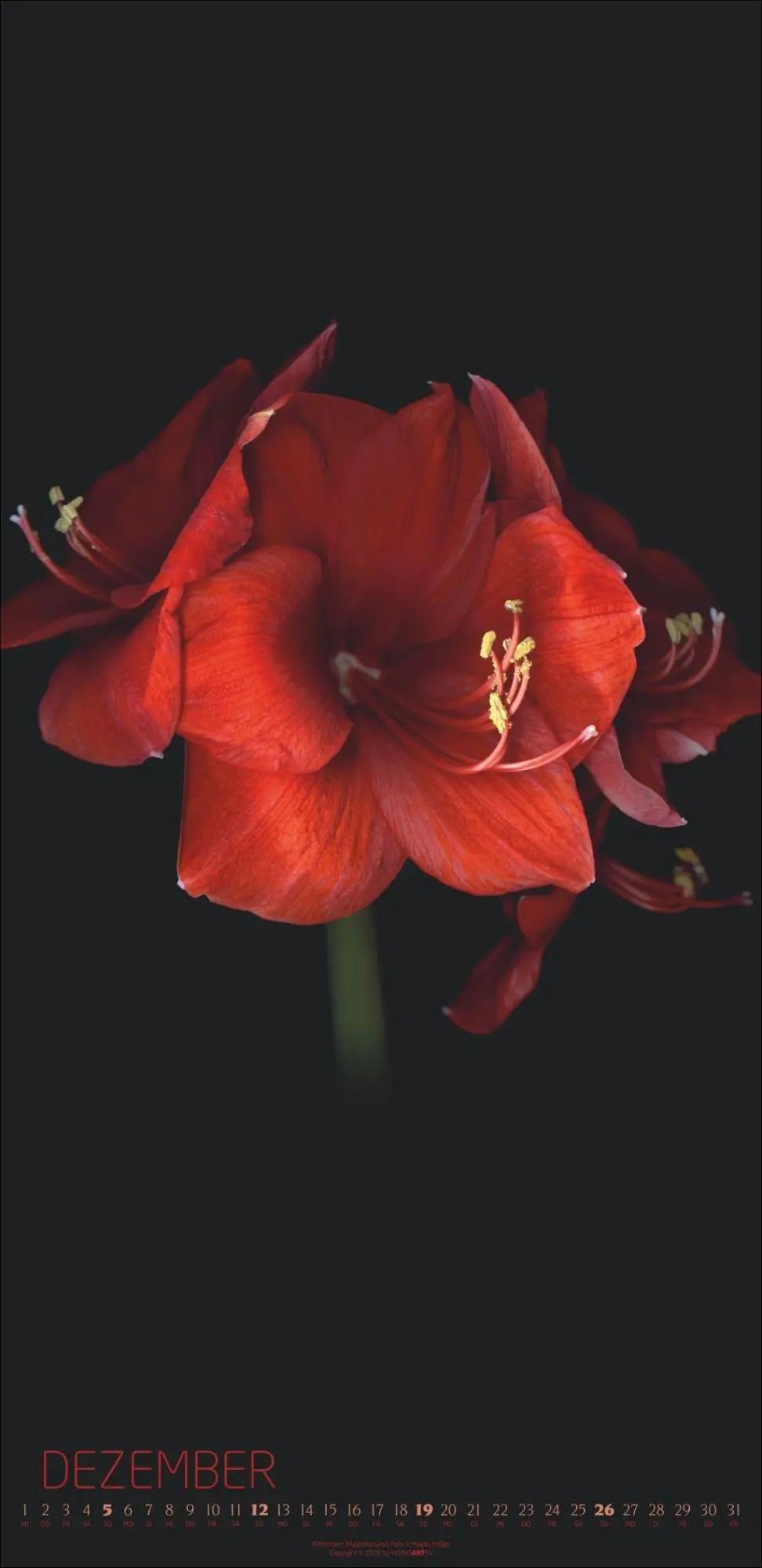 Bild: 9783839904084 | Die Magie der Blumen Kalender 2027 | Magda Indigo | Kalender | 14 S.