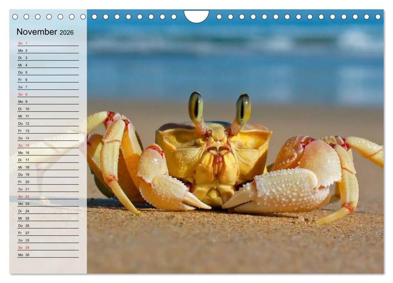Bild: 9783457994184 | Krabben. Witzige Monster (Wandkalender 2026 DIN A4 quer), CALVENDO...