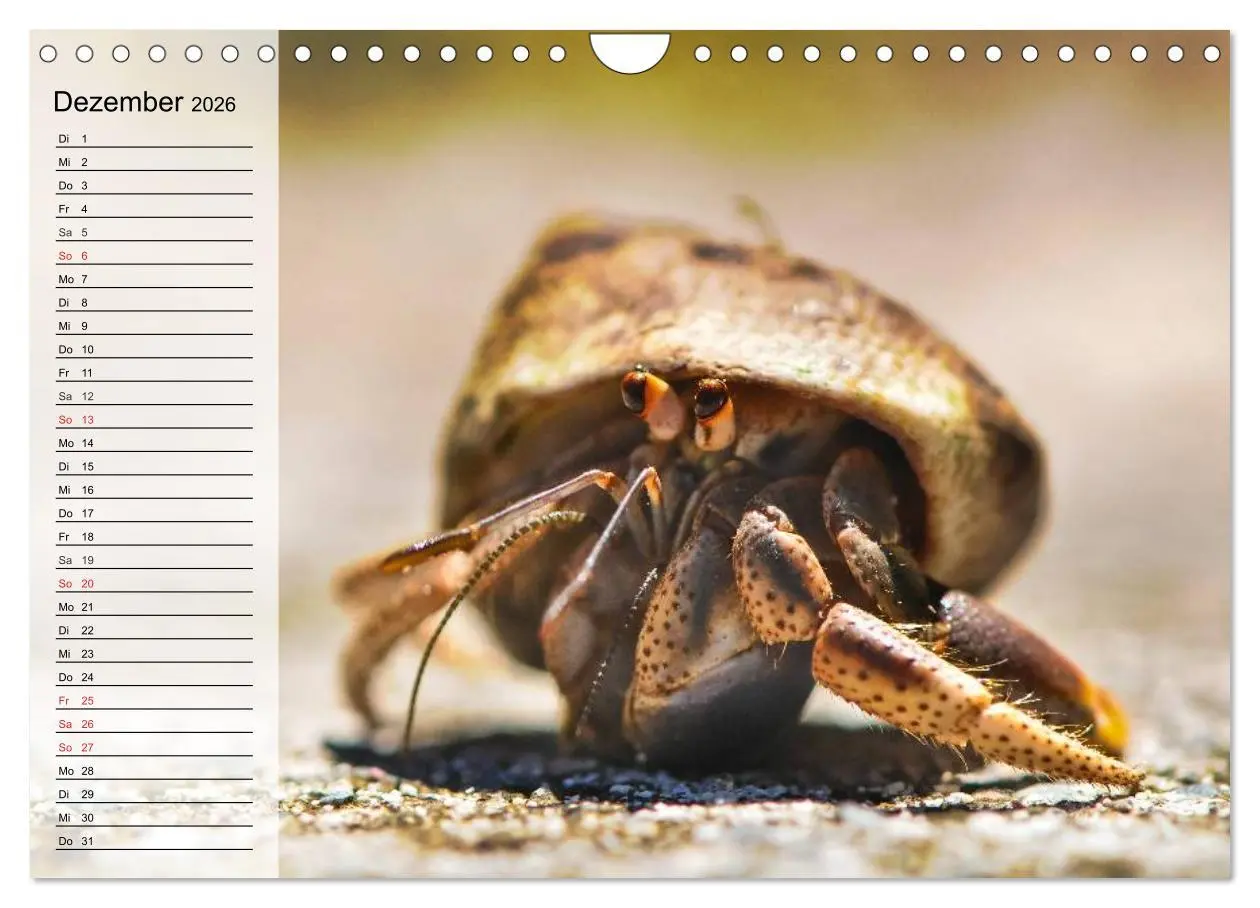 Bild: 9783457994184 | Krabben. Witzige Monster (Wandkalender 2026 DIN A4 quer), CALVENDO...