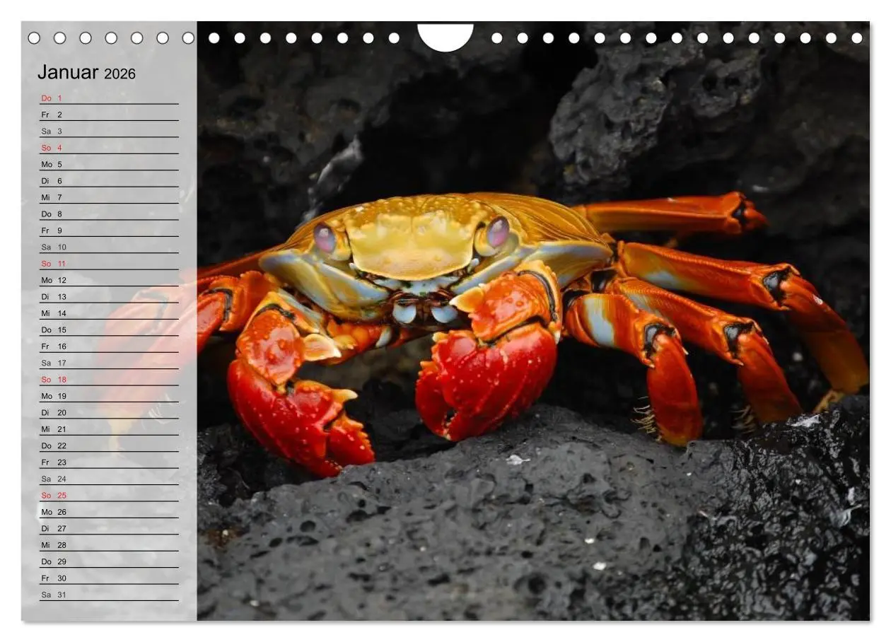 Bild: 9783457994184 | Krabben. Witzige Monster (Wandkalender 2026 DIN A4 quer), CALVENDO...