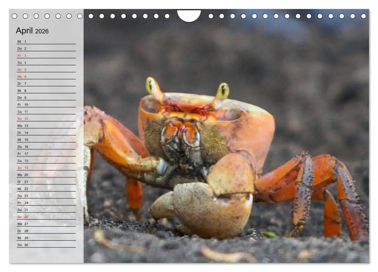 Bild: 9783457994184 | Krabben. Witzige Monster (Wandkalender 2026 DIN A4 quer), CALVENDO...