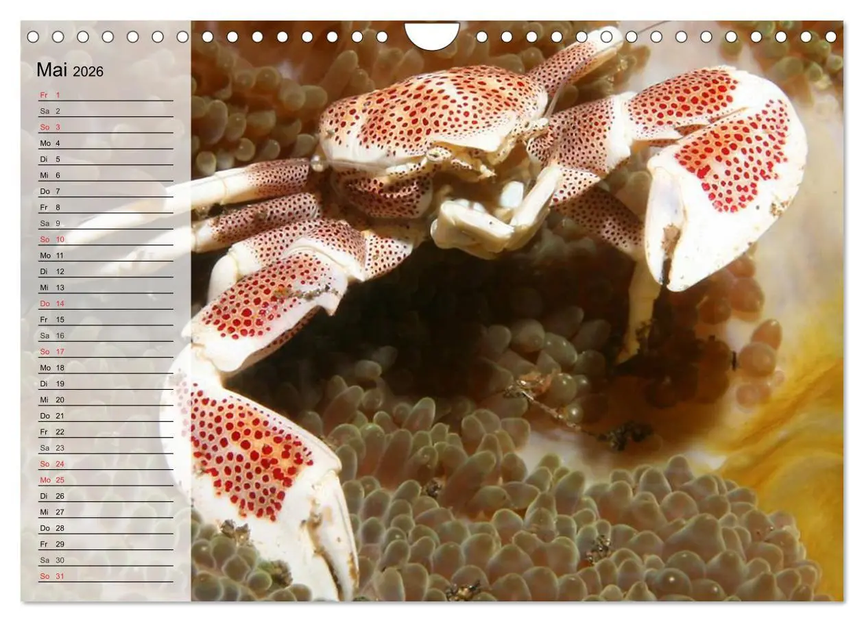 Bild: 9783457994184 | Krabben. Witzige Monster (Wandkalender 2026 DIN A4 quer), CALVENDO...