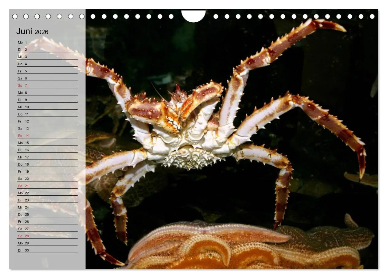Bild: 9783457994184 | Krabben. Witzige Monster (Wandkalender 2026 DIN A4 quer), CALVENDO...