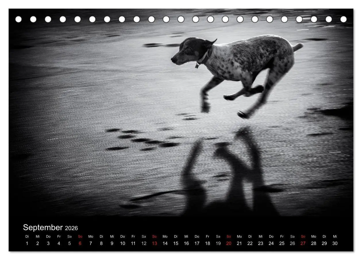 Bild: 9783516154184 | Das Licht in Schwarz und Weiß (Tischkalender 2026 DIN A5 quer),...