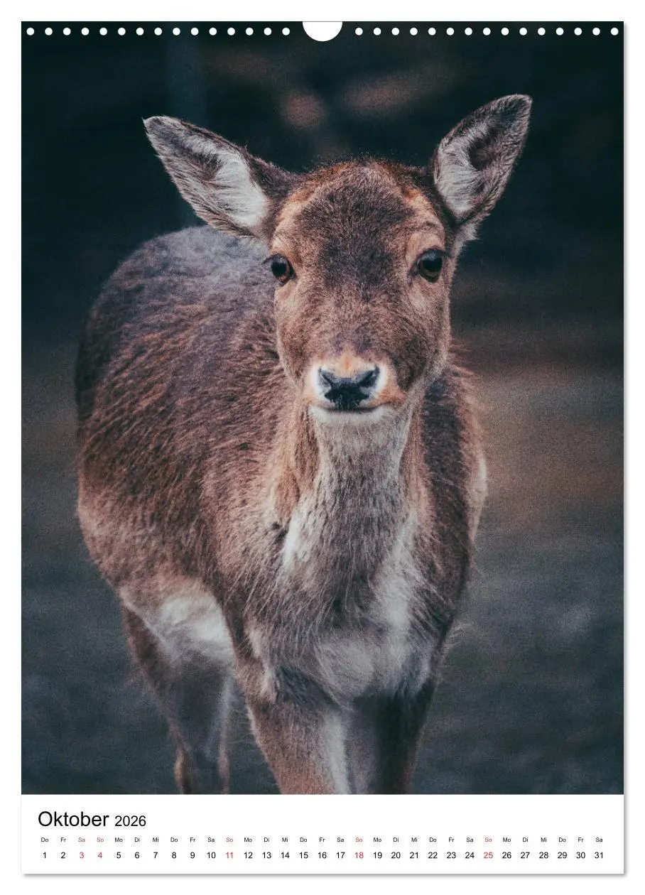 Bild: 9783516394184 | Wilde Nachbarn: Rotwild (Wandkalender 2026 DIN A3 hoch), CALVENDO...