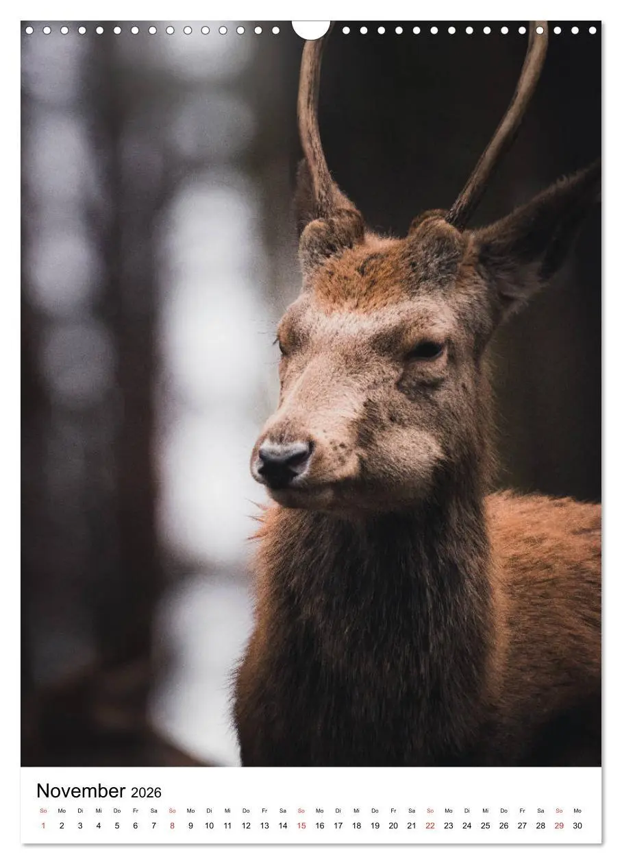 Bild: 9783516394184 | Wilde Nachbarn: Rotwild (Wandkalender 2026 DIN A3 hoch), CALVENDO...