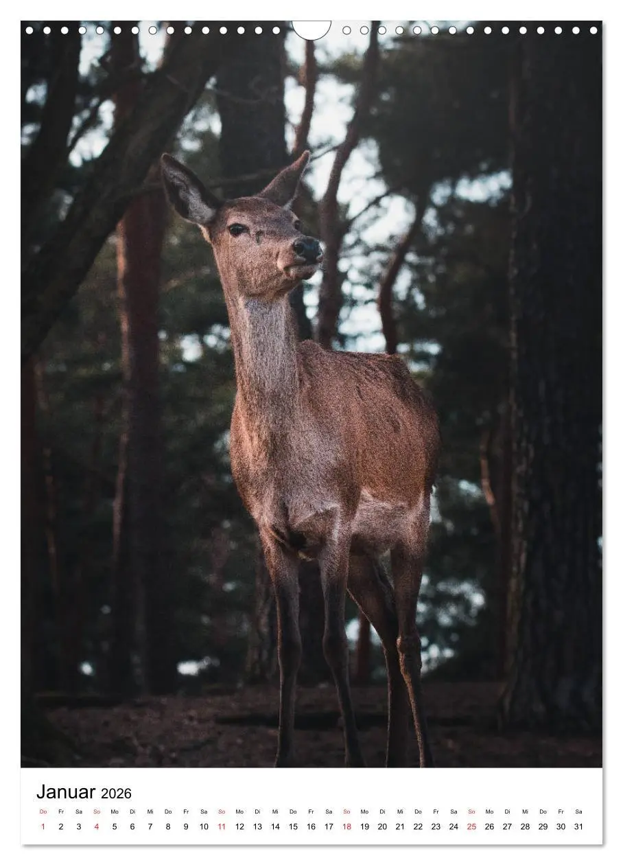 Bild: 9783516394184 | Wilde Nachbarn: Rotwild (Wandkalender 2026 DIN A3 hoch), CALVENDO...