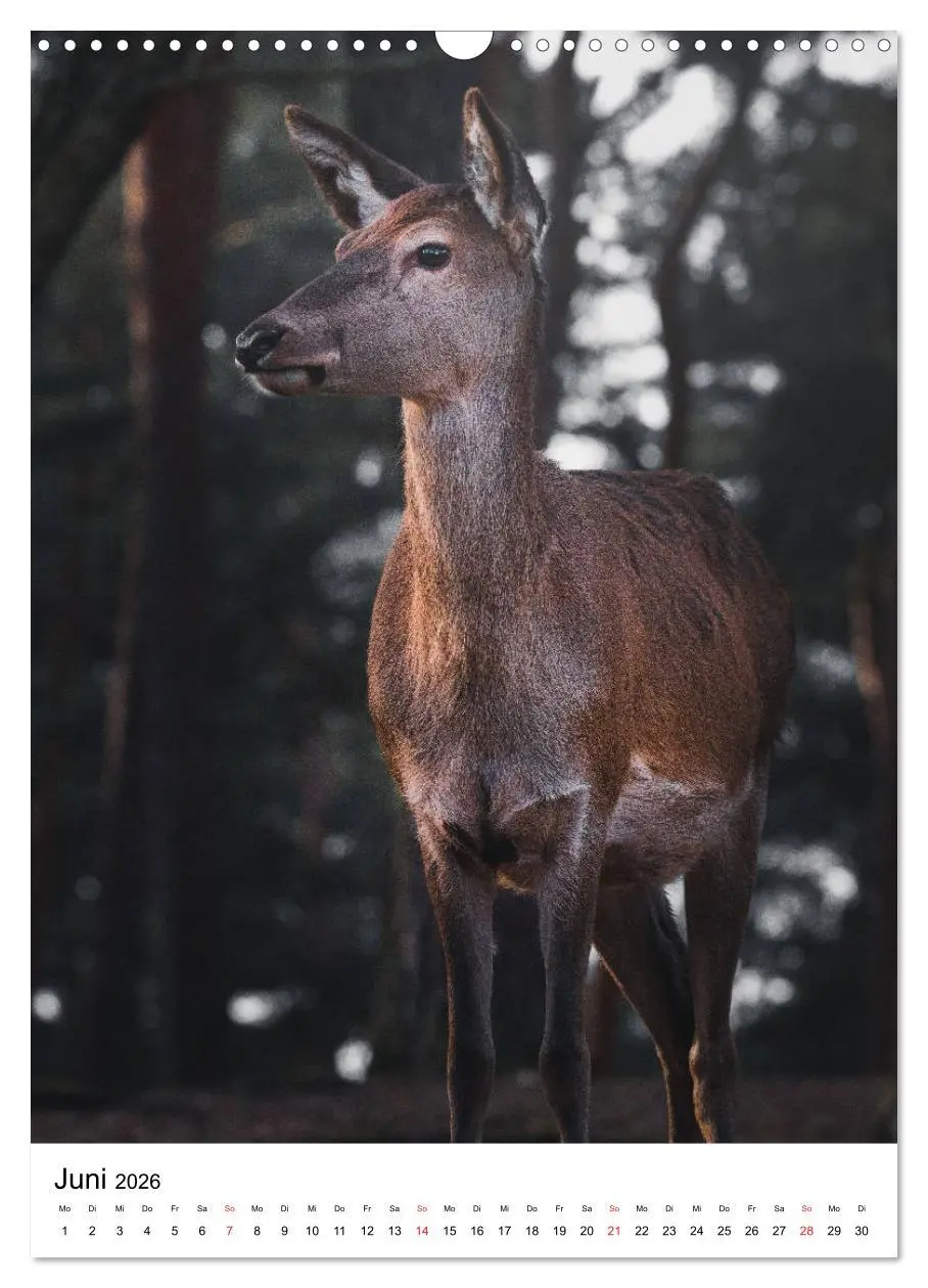 Bild: 9783516394184 | Wilde Nachbarn: Rotwild (Wandkalender 2026 DIN A3 hoch), CALVENDO...