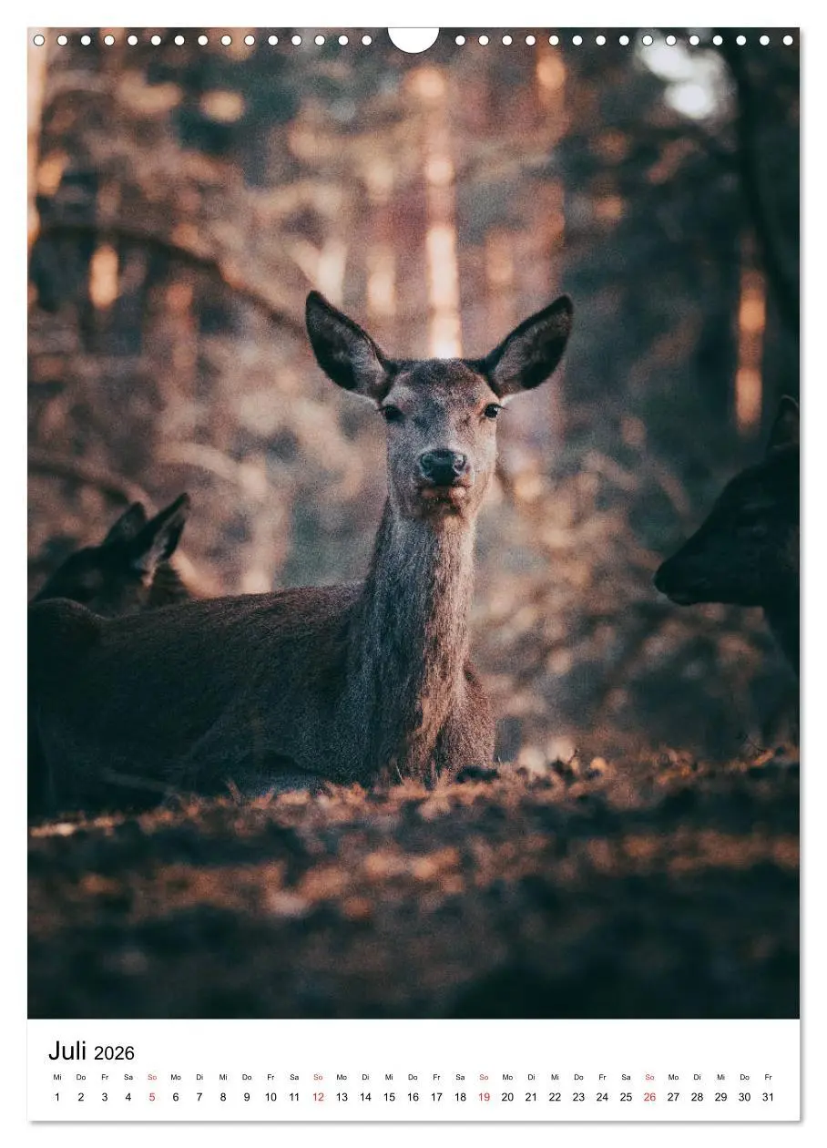 Bild: 9783516394184 | Wilde Nachbarn: Rotwild (Wandkalender 2026 DIN A3 hoch), CALVENDO...