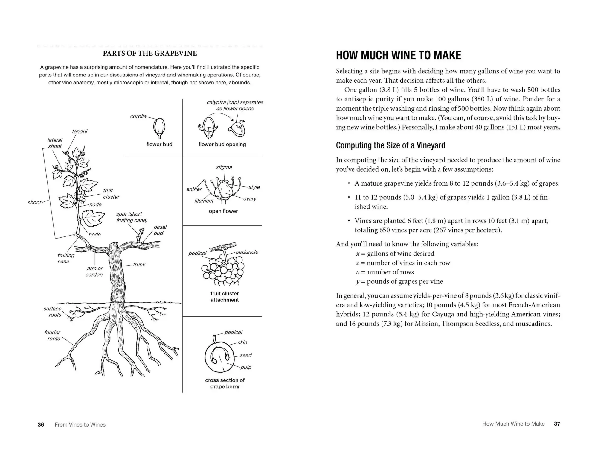 Bild: 9781612124384 | From Vines to Wines, 5th Edition: The Complete Guide to Growing...