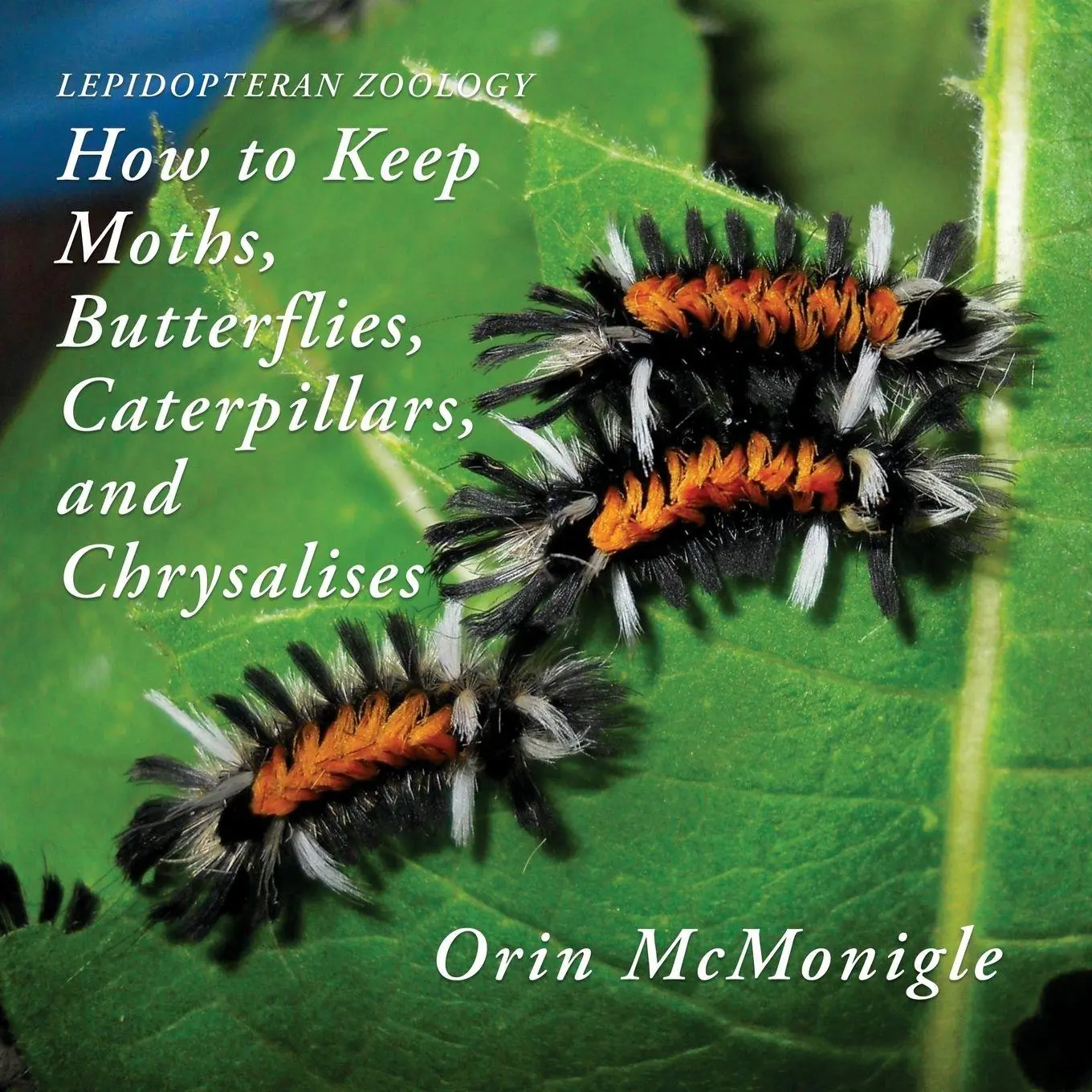 Cover: 9781616464684 | Lepidopteran Zoology | Orin Mcmonigle | Taschenbuch | Englisch | 2019