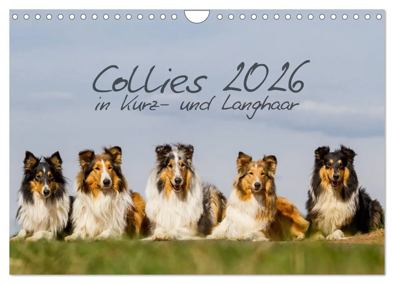Cover: 9783516034684 | Collies 2026 in Kurz- und Langhaar (Wandkalender 2026 DIN A4 quer),...