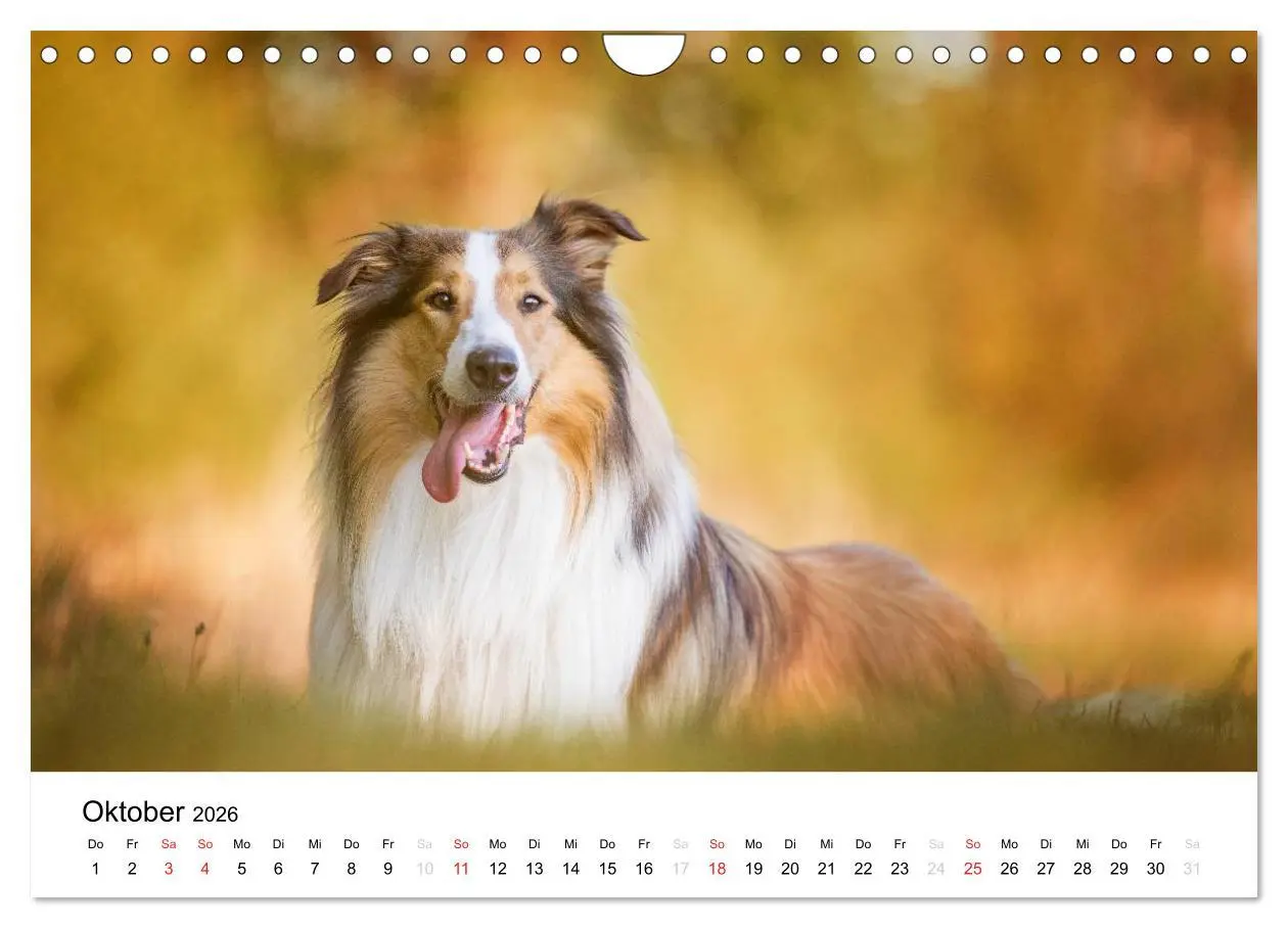 Bild: 9783516034684 | Collies 2026 in Kurz- und Langhaar (Wandkalender 2026 DIN A4 quer),...