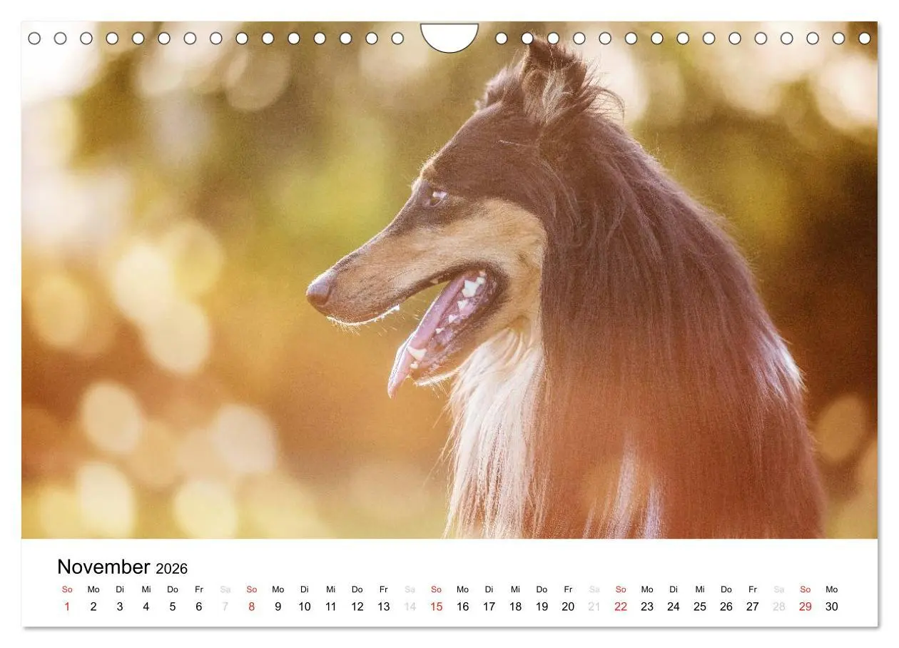 Bild: 9783516034684 | Collies 2026 in Kurz- und Langhaar (Wandkalender 2026 DIN A4 quer),...