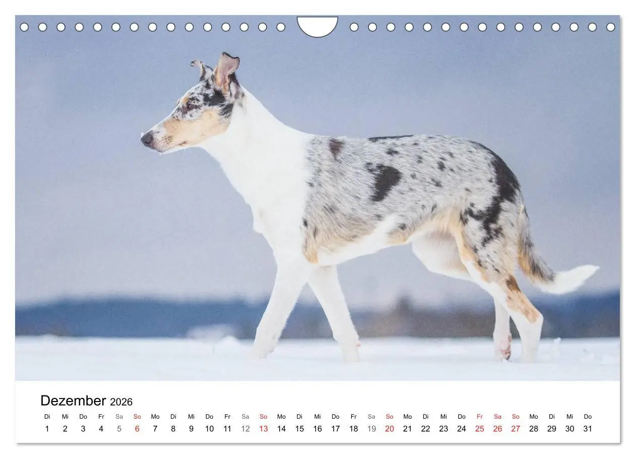 Bild: 9783516034684 | Collies 2026 in Kurz- und Langhaar (Wandkalender 2026 DIN A4 quer),...