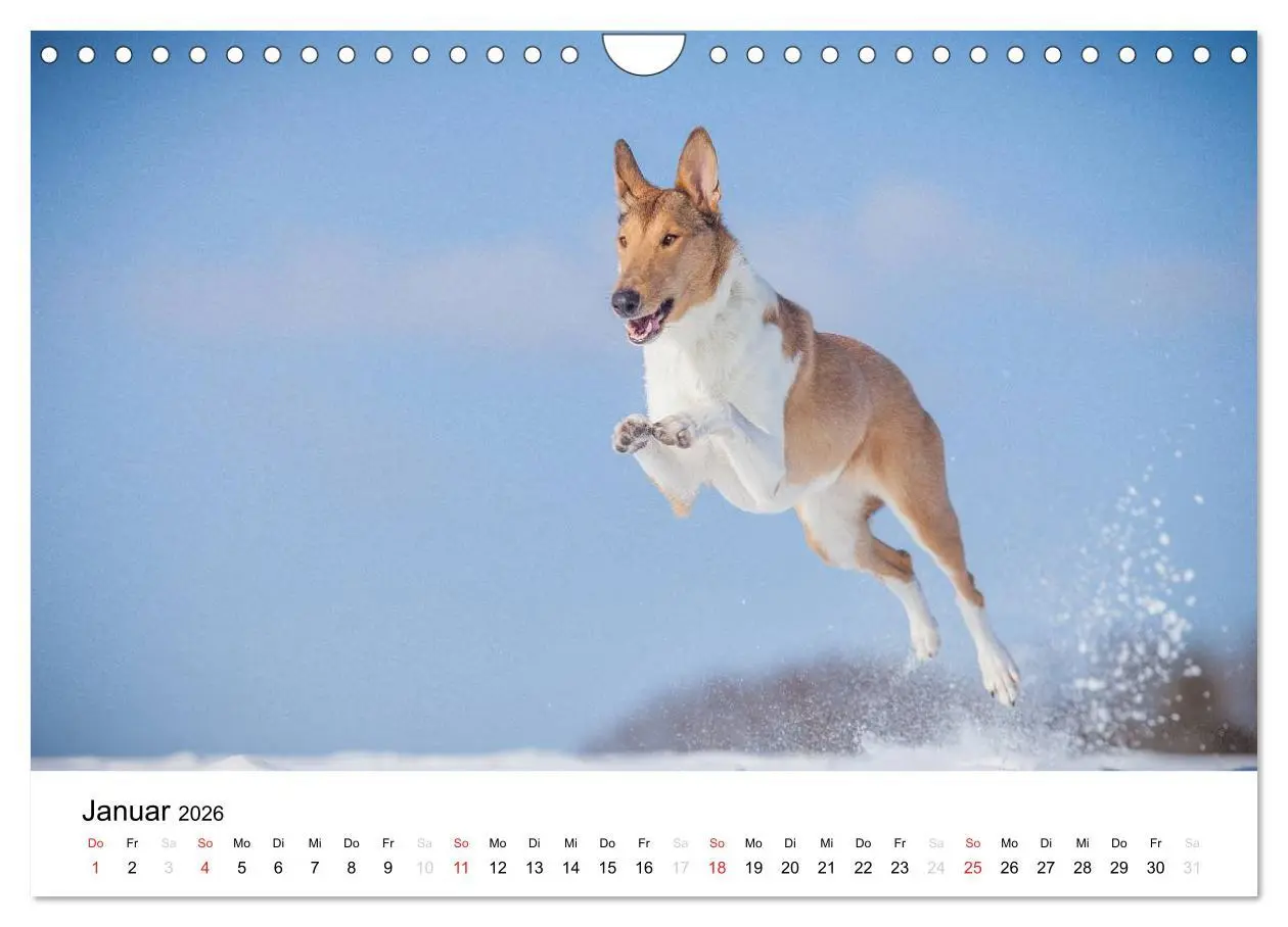 Bild: 9783516034684 | Collies 2026 in Kurz- und Langhaar (Wandkalender 2026 DIN A4 quer),...