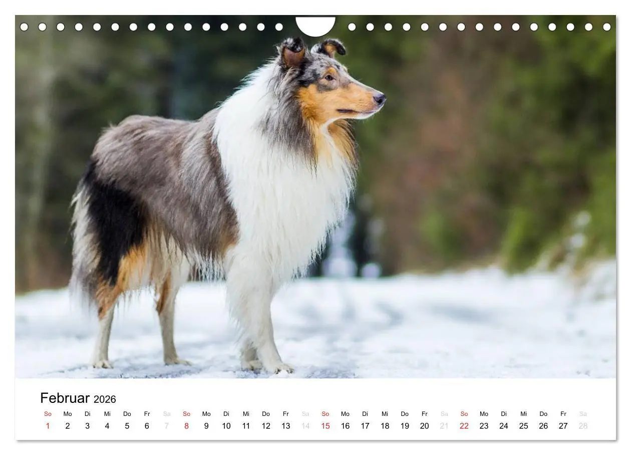 Bild: 9783516034684 | Collies 2026 in Kurz- und Langhaar (Wandkalender 2026 DIN A4 quer),...