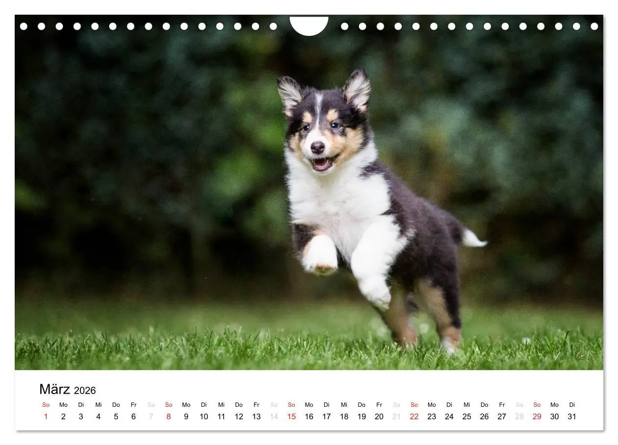 Bild: 9783516034684 | Collies 2026 in Kurz- und Langhaar (Wandkalender 2026 DIN A4 quer),...