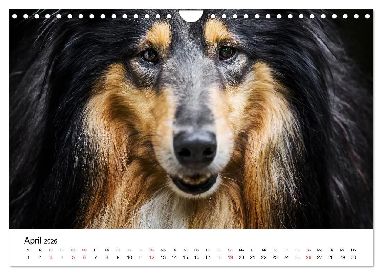 Bild: 9783516034684 | Collies 2026 in Kurz- und Langhaar (Wandkalender 2026 DIN A4 quer),...