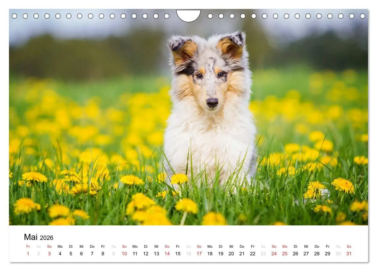Bild: 9783516034684 | Collies 2026 in Kurz- und Langhaar (Wandkalender 2026 DIN A4 quer),...
