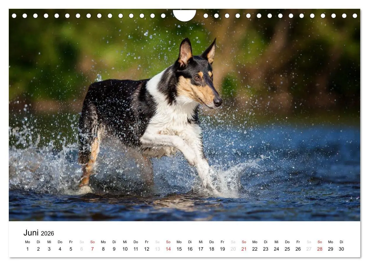 Bild: 9783516034684 | Collies 2026 in Kurz- und Langhaar (Wandkalender 2026 DIN A4 quer),...