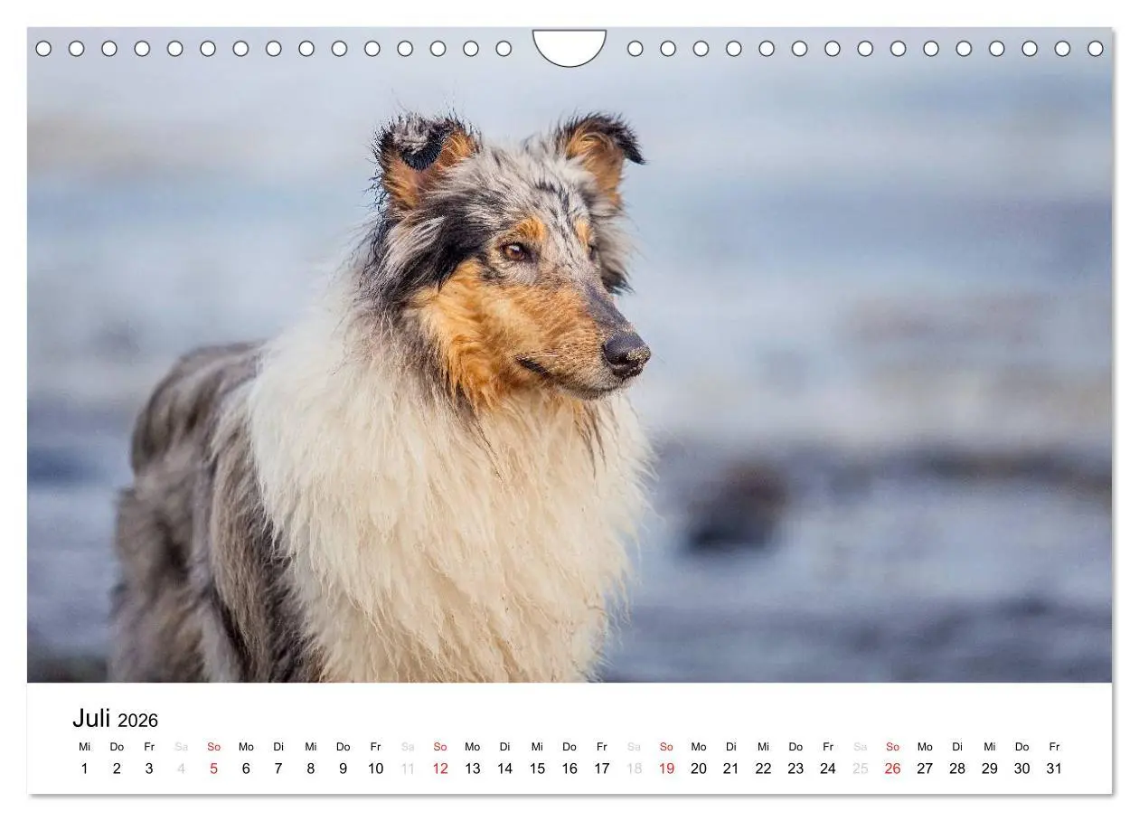 Bild: 9783516034684 | Collies 2026 in Kurz- und Langhaar (Wandkalender 2026 DIN A4 quer),...