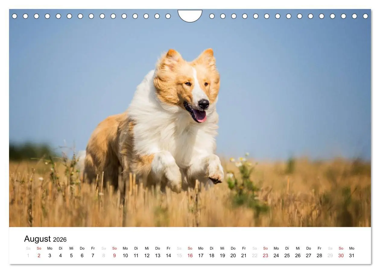 Bild: 9783516034684 | Collies 2026 in Kurz- und Langhaar (Wandkalender 2026 DIN A4 quer),...