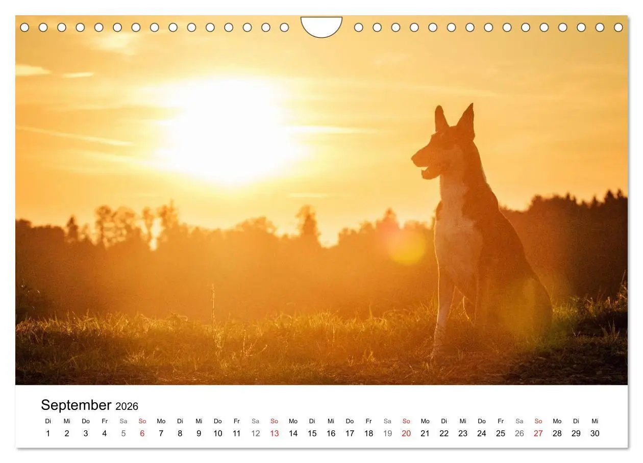 Bild: 9783516034684 | Collies 2026 in Kurz- und Langhaar (Wandkalender 2026 DIN A4 quer),...
