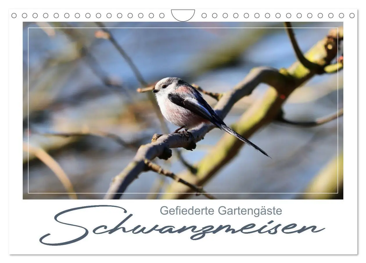 Cover: 9783435144884 | Gefiederte Gartengäste, Schwanzmeisen (Wandkalender 2025 DIN A4...