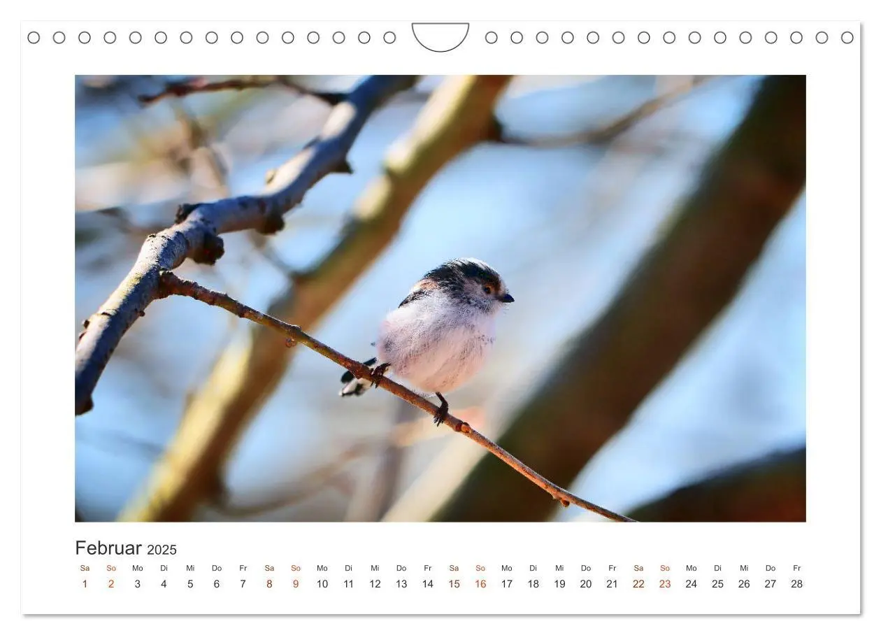 Bild: 9783435144884 | Gefiederte Gartengäste, Schwanzmeisen (Wandkalender 2025 DIN A4...