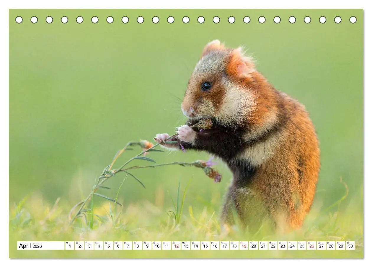Bild: 9783457784884 | Herzige Feldhamster - farbenfrohe Nagetiere im städtischen...