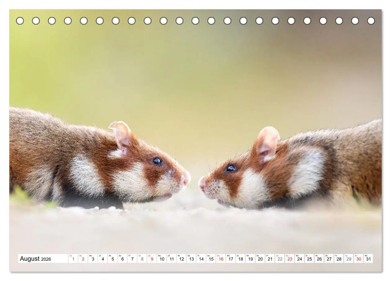 Bild: 9783457784884 | Herzige Feldhamster - farbenfrohe Nagetiere im städtischen...