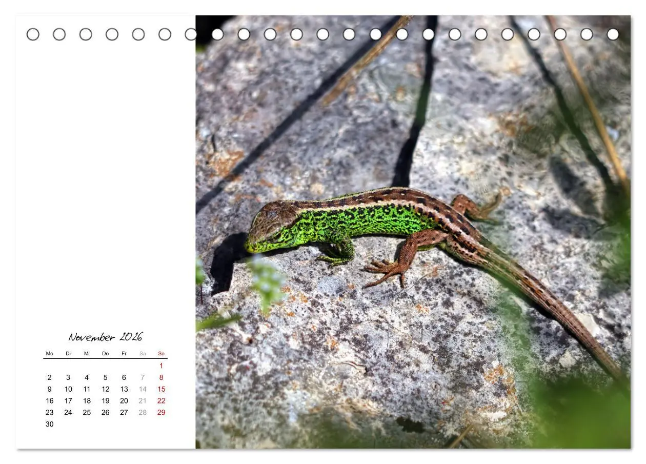 Bild: 9783457604984 | Eidechsen, flinke Räuber (Tischkalender 2026 DIN A5 quer), CALVENDO...