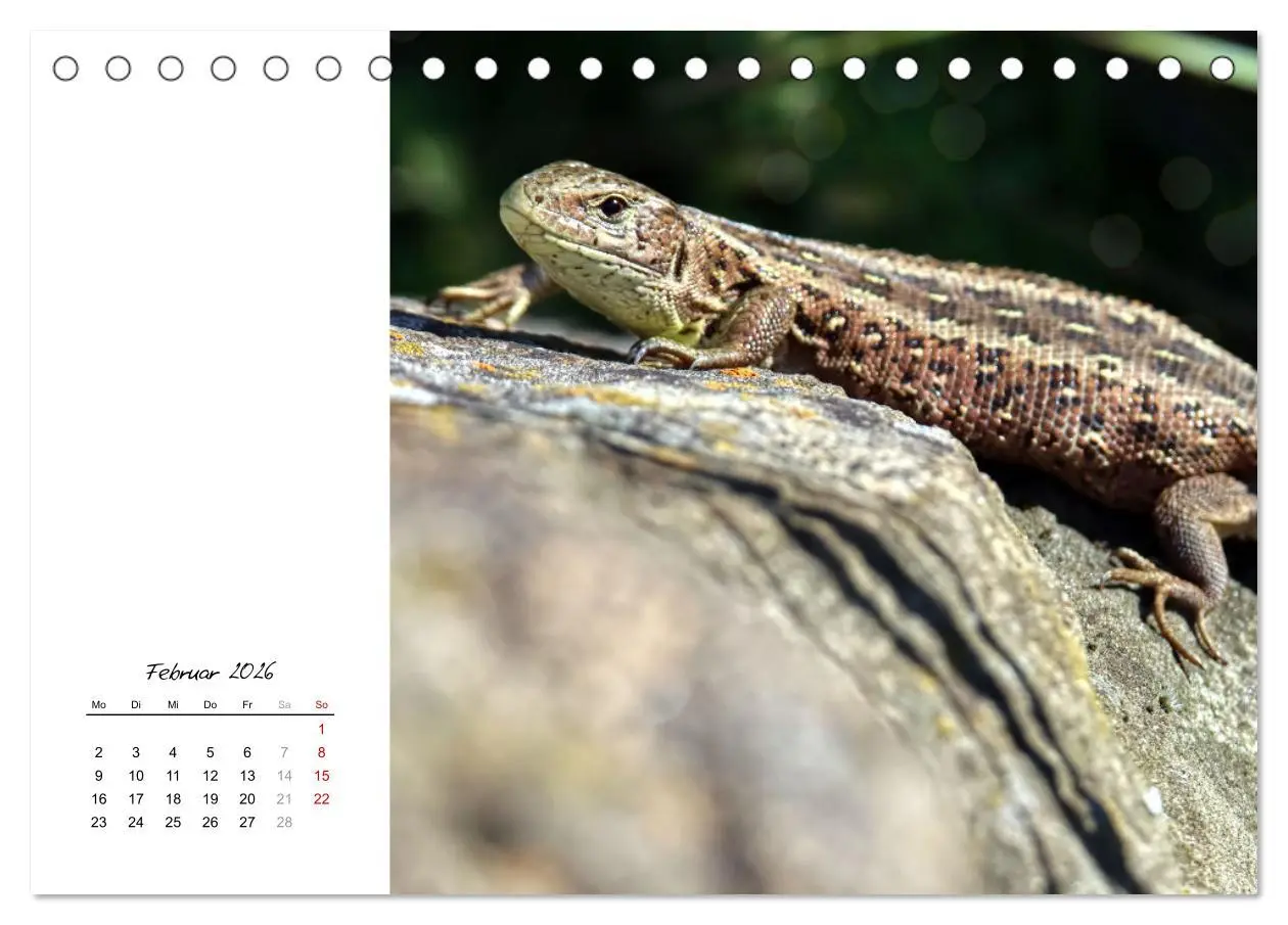 Bild: 9783457604984 | Eidechsen, flinke Räuber (Tischkalender 2026 DIN A5 quer), CALVENDO...