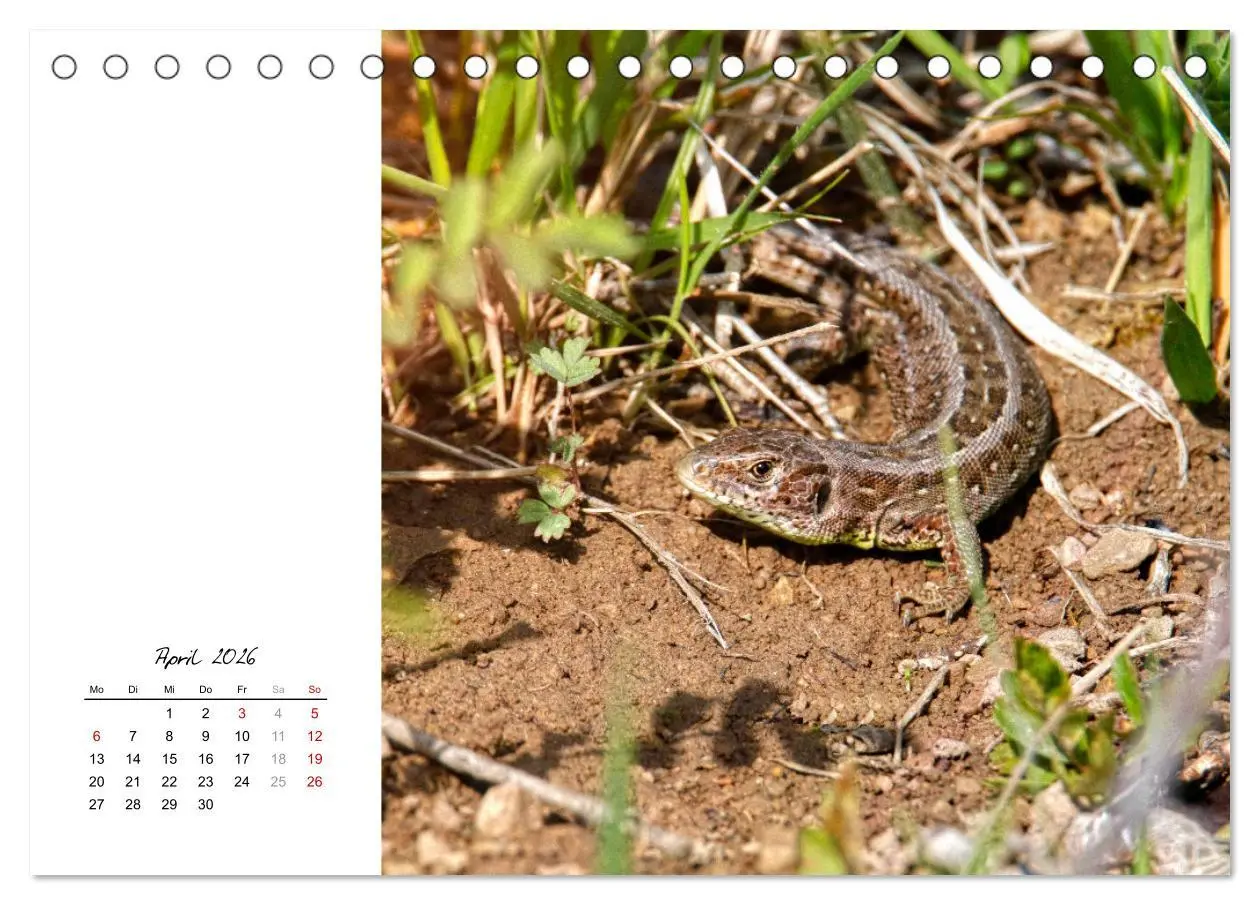 Bild: 9783457604984 | Eidechsen, flinke Räuber (Tischkalender 2026 DIN A5 quer), CALVENDO...