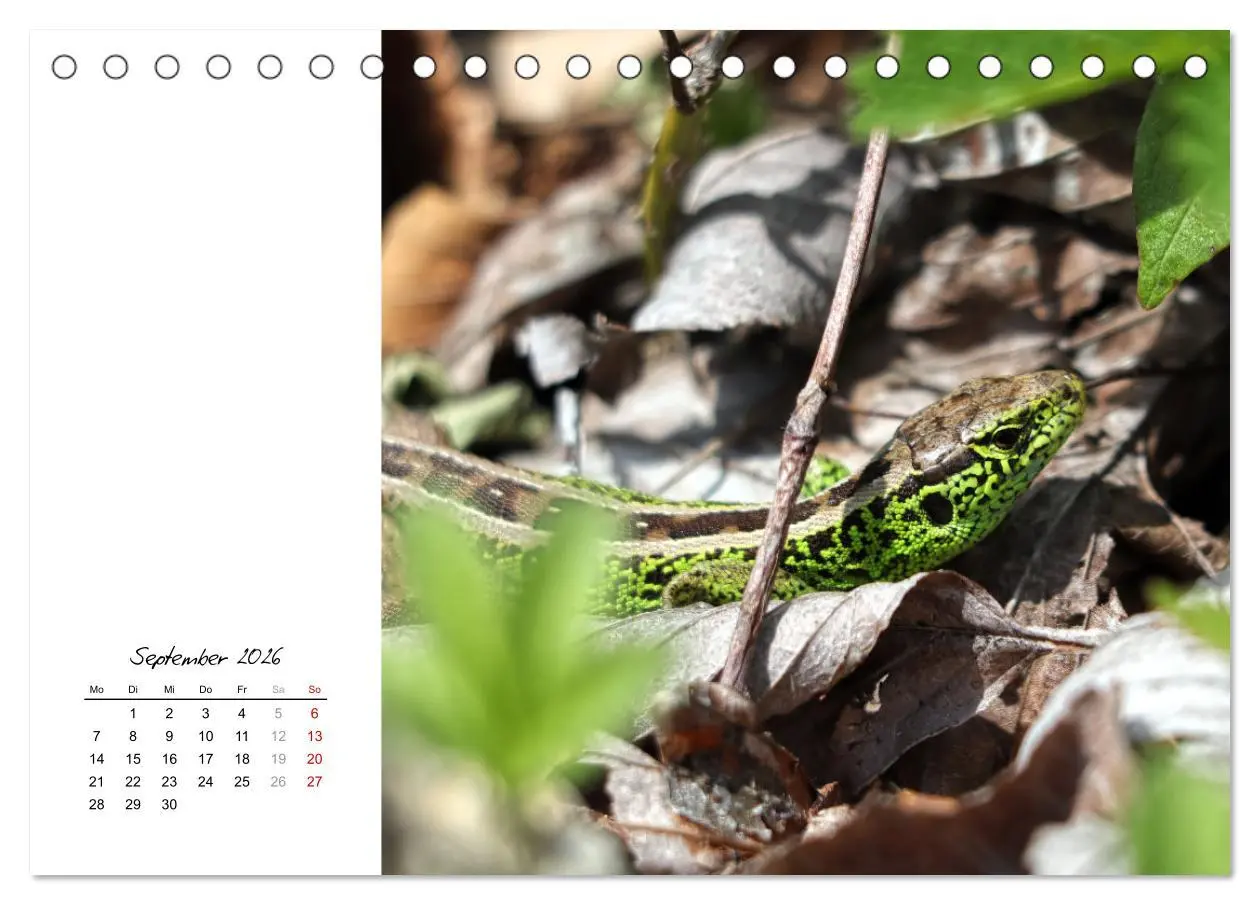 Bild: 9783457604984 | Eidechsen, flinke Räuber (Tischkalender 2026 DIN A5 quer), CALVENDO...