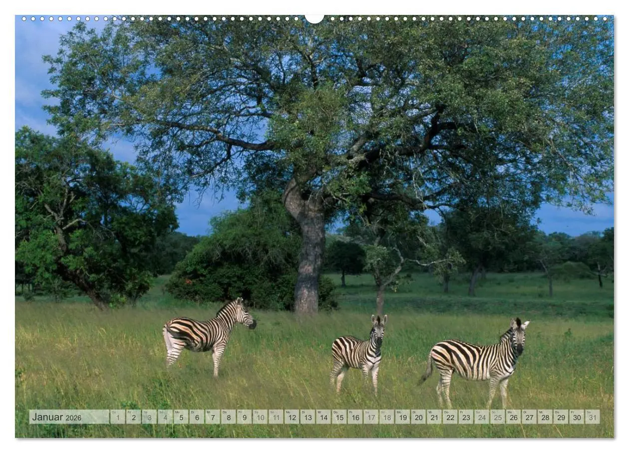 Bild: 9783516174984 | Südafrika Christian Heeb (Wandkalender 2026 DIN A2 quer), CALVENDO...