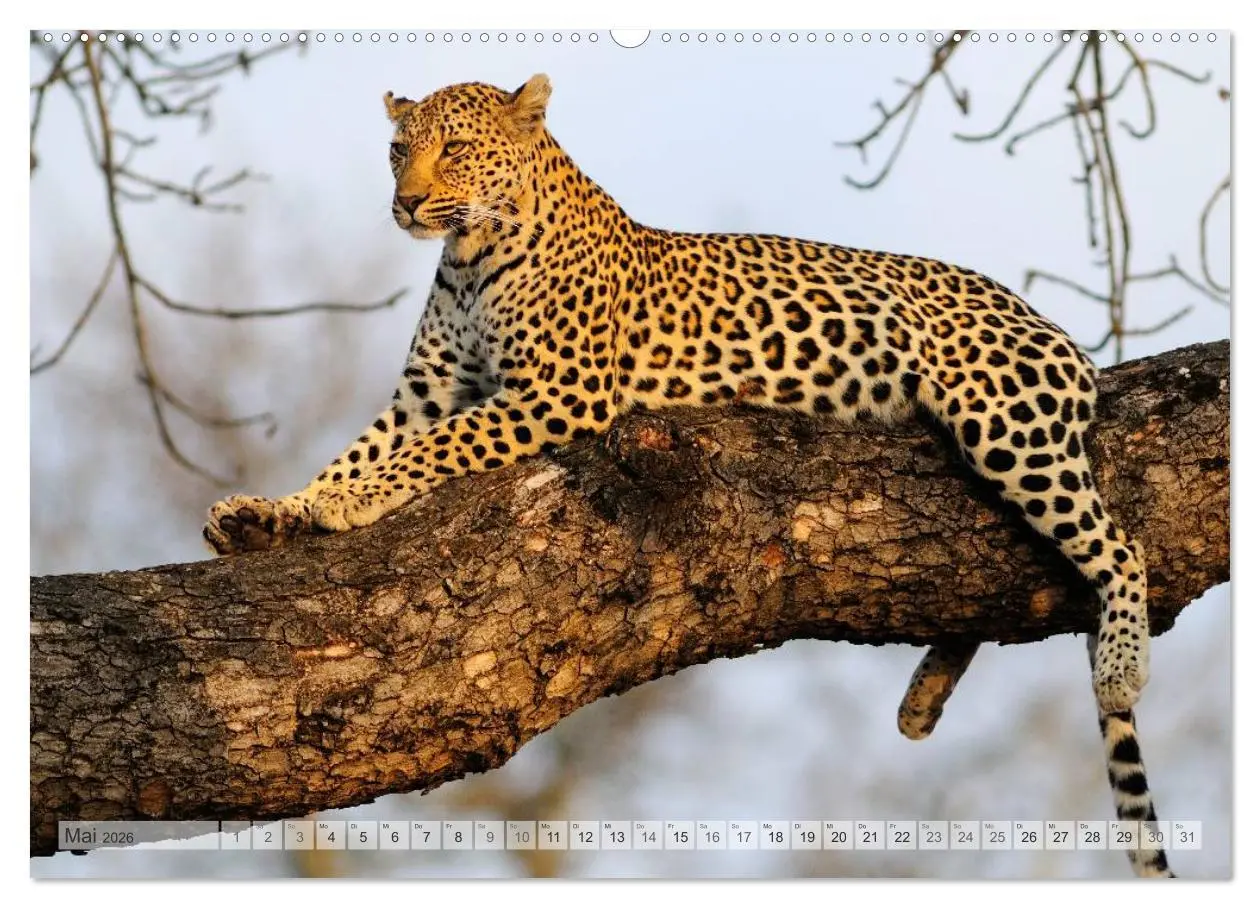 Bild: 9783516174984 | Südafrika Christian Heeb (Wandkalender 2026 DIN A2 quer), CALVENDO...