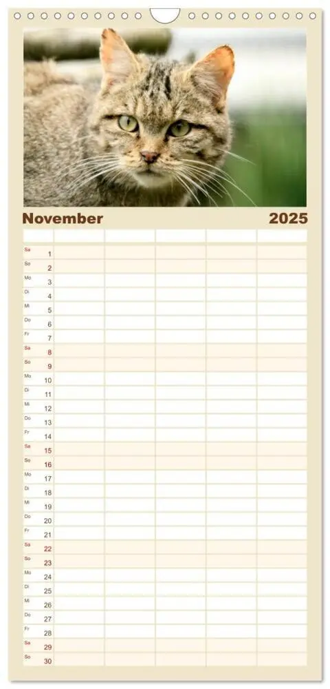 Bild: 9783457115084 | Familienplaner 2025 - Wildkatzen - Die lautlosen Jäger des Waldes...
