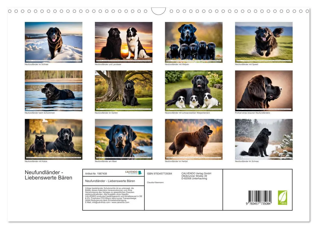 Bild: 9783457735084 | Neufundländer - Liebenswerte Bären (Wandkalender 2026 DIN A3 quer),...