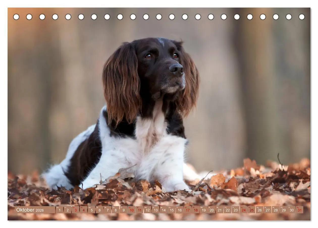 Bild: 9783457805084 | Passion Jagdhund - Kleiner Münsterländer (Tischkalender 2026 DIN A5...