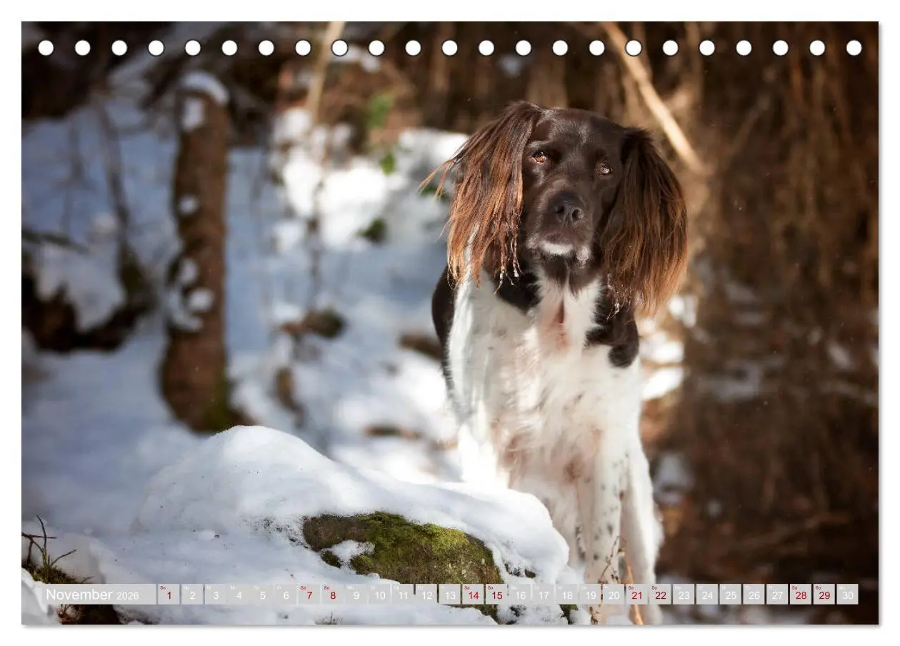 Bild: 9783457805084 | Passion Jagdhund - Kleiner Münsterländer (Tischkalender 2026 DIN A5...
