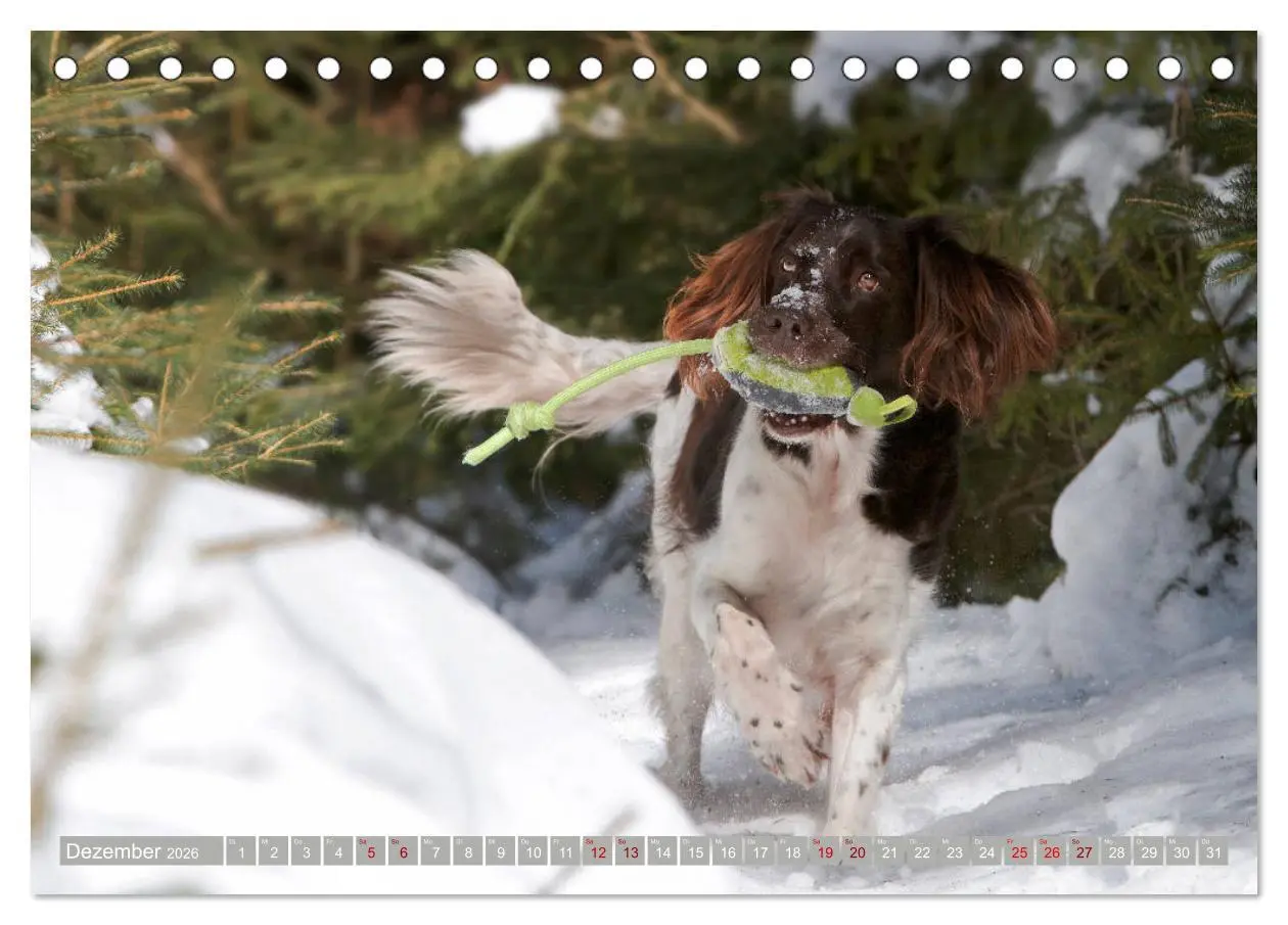 Bild: 9783457805084 | Passion Jagdhund - Kleiner Münsterländer (Tischkalender 2026 DIN A5...
