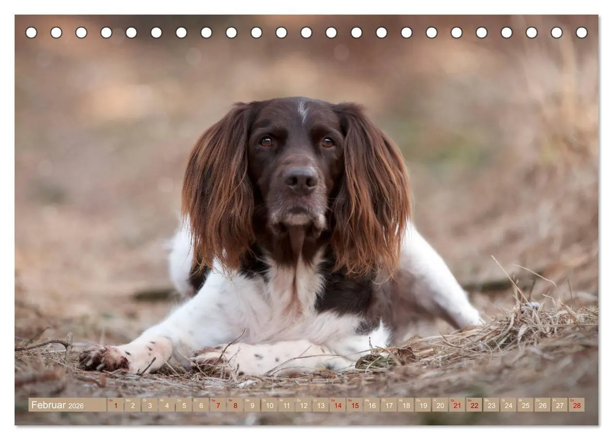 Bild: 9783457805084 | Passion Jagdhund - Kleiner Münsterländer (Tischkalender 2026 DIN A5...