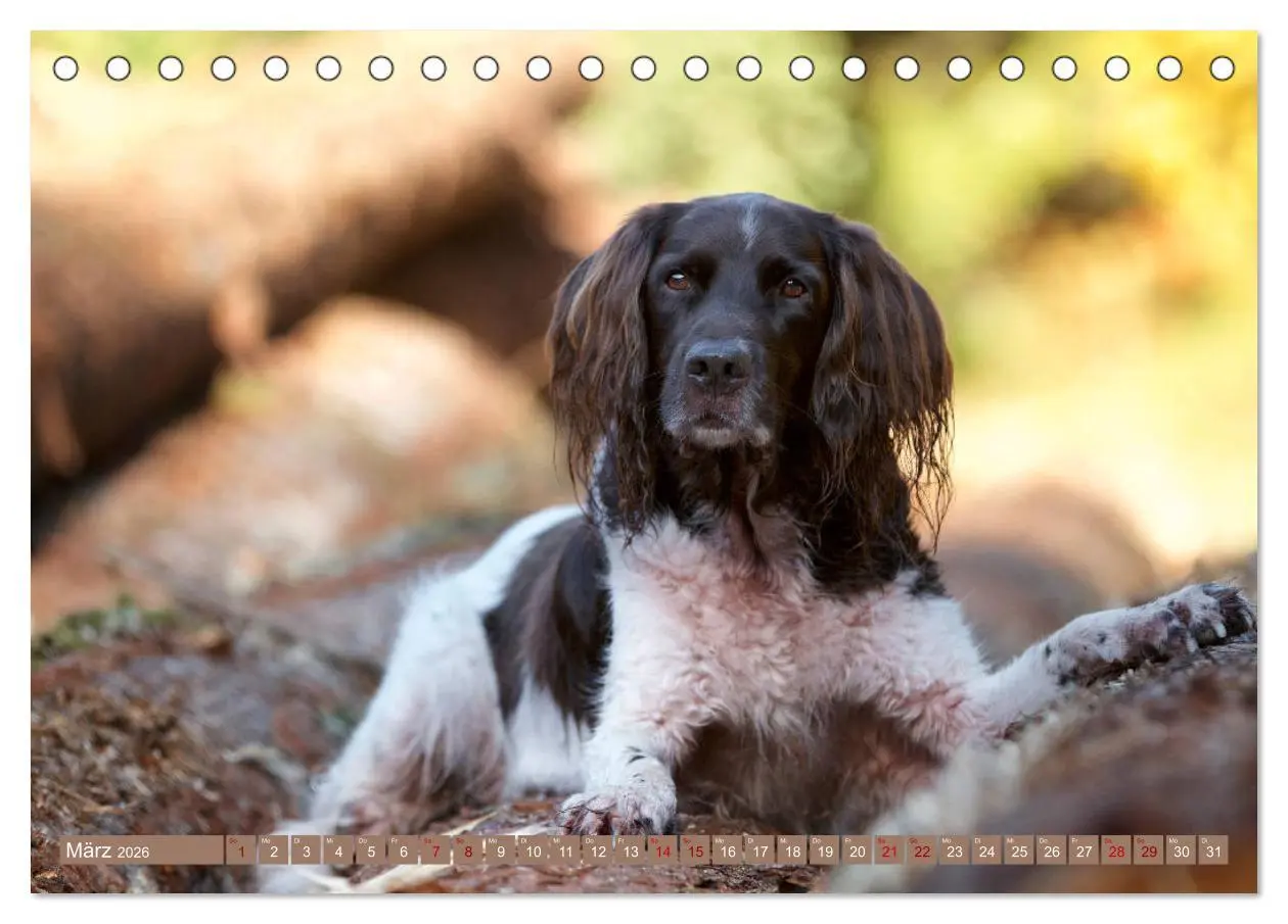 Bild: 9783457805084 | Passion Jagdhund - Kleiner Münsterländer (Tischkalender 2026 DIN A5...
