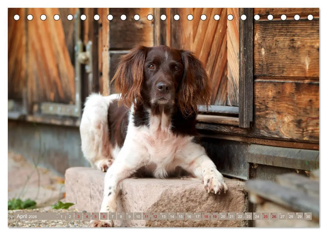 Bild: 9783457805084 | Passion Jagdhund - Kleiner Münsterländer (Tischkalender 2026 DIN A5...