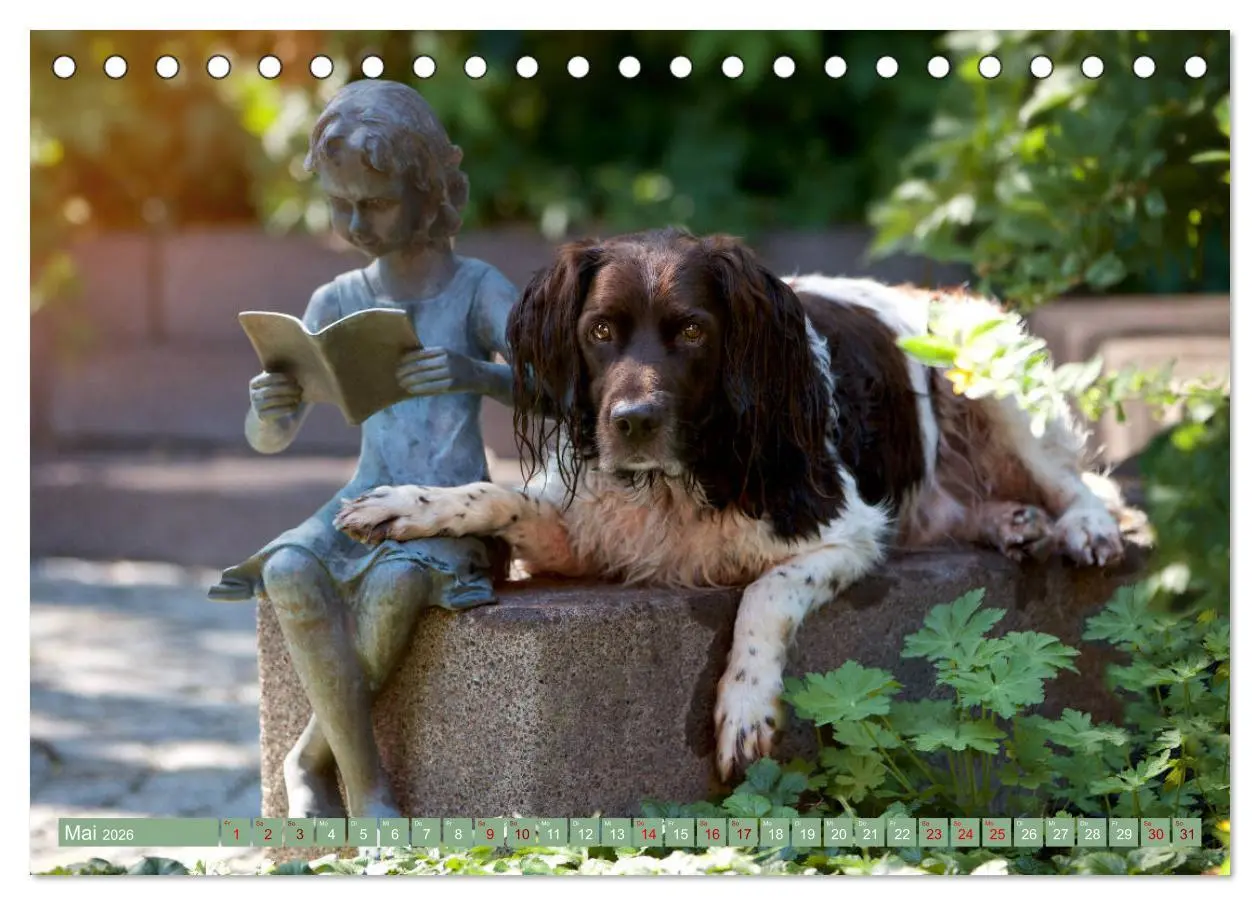 Bild: 9783457805084 | Passion Jagdhund - Kleiner Münsterländer (Tischkalender 2026 DIN A5...