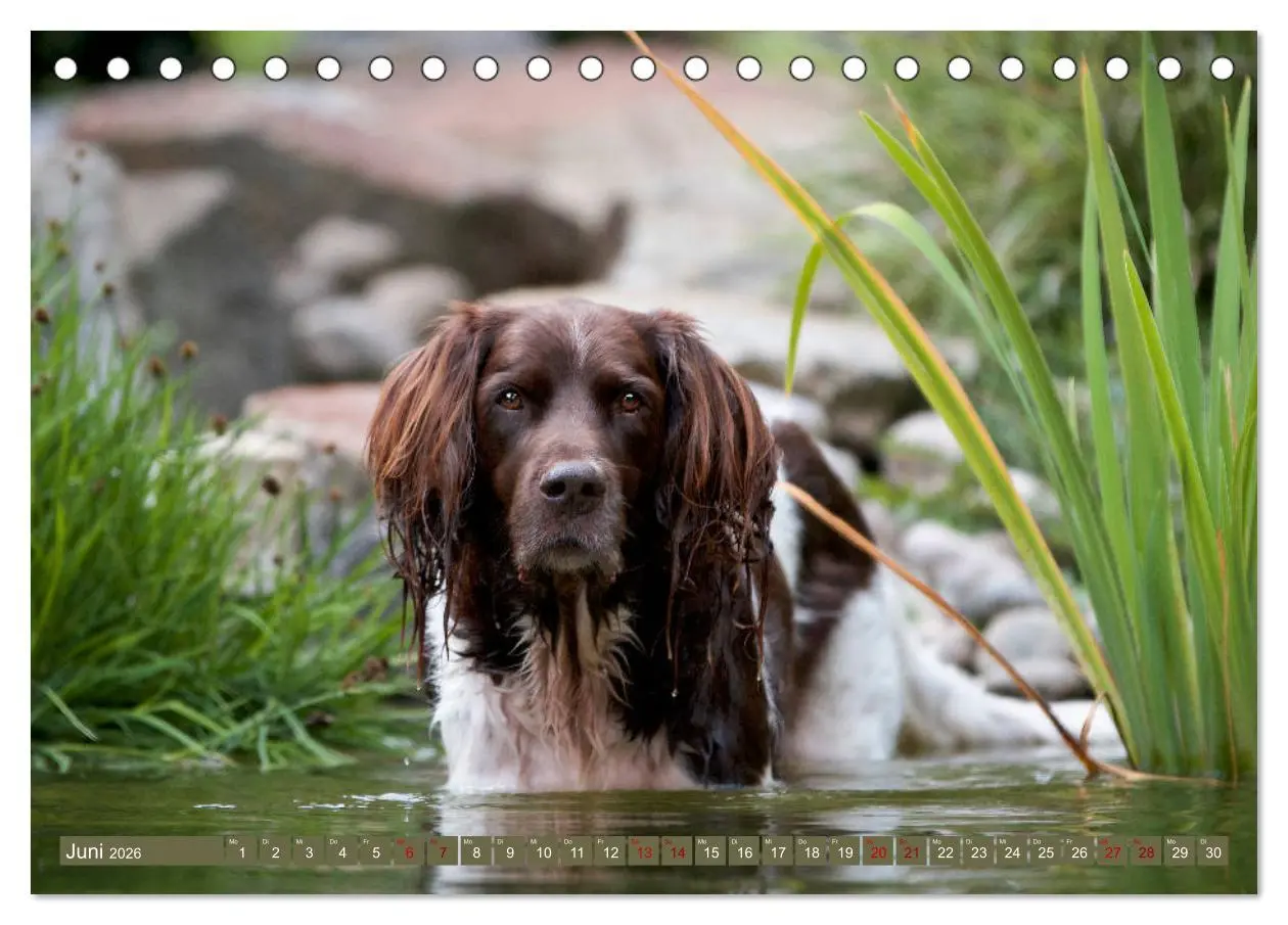 Bild: 9783457805084 | Passion Jagdhund - Kleiner Münsterländer (Tischkalender 2026 DIN A5...