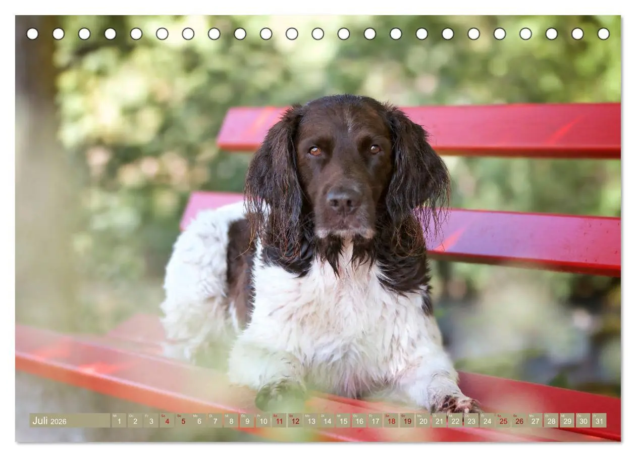 Bild: 9783457805084 | Passion Jagdhund - Kleiner Münsterländer (Tischkalender 2026 DIN A5...
